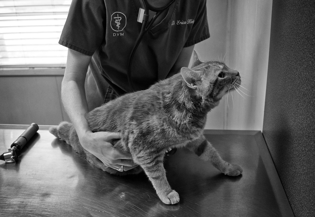 Gato en consulta